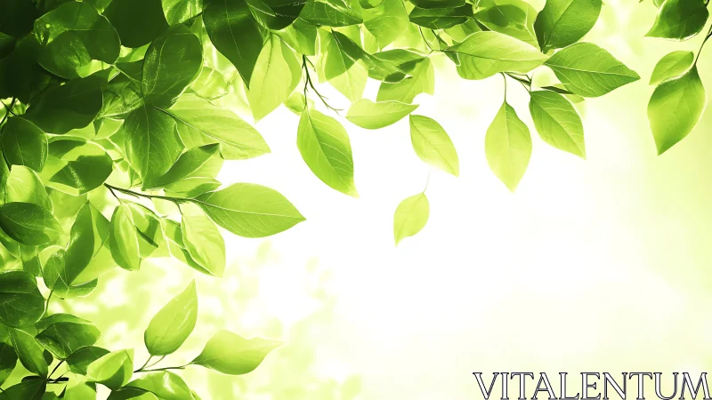 Sunlit green leaves forming bright natural background.