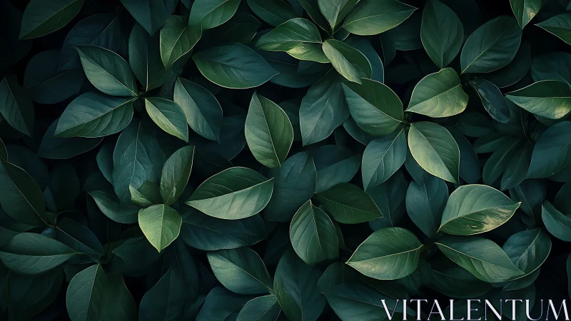 Dark green leaf pattern with layered foliage texture.