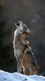 Backlit gray wolf howling on snowy ridge in winter forest.