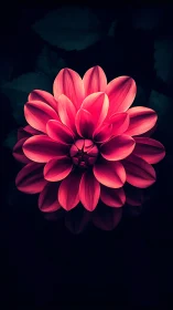 Radiant Pink Dahlia Bloom Against Dark Teal Background