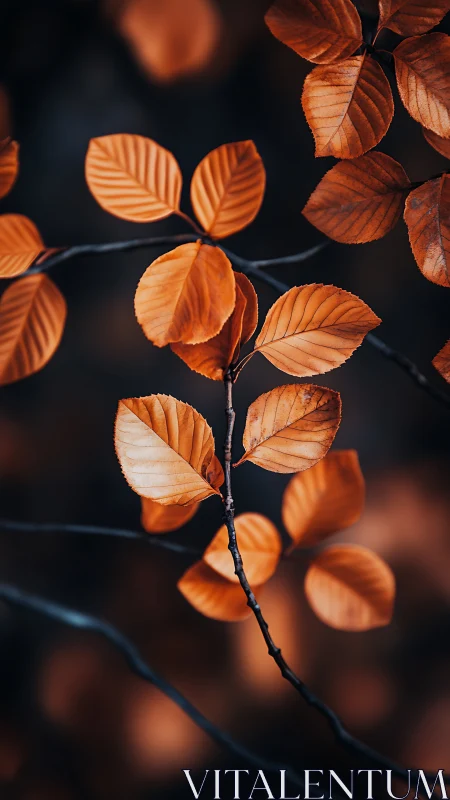 Copper beech leaves rendered in shallow-depth macro focus