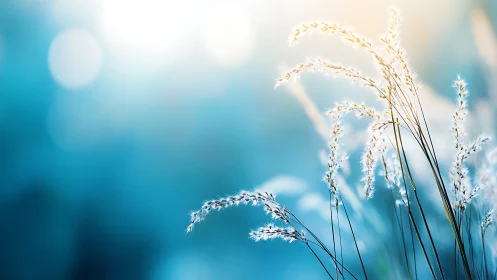 Backlit wild grass stalks against cool bokeh gradient background