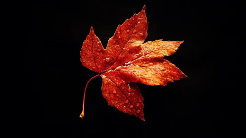 Single maple leaf glows in darkness with dewy autumn color.