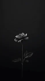 Single monochrome flower rises in dramatic negative space