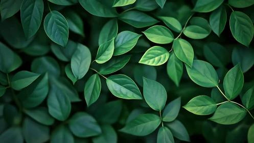 Overlapping green leaves form a dense, ordered foliage layer