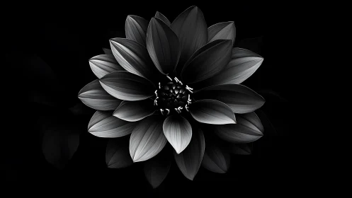 Monochrome Dahlia Bloom Against Black.