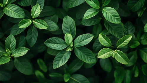 Dense cluster of green leaves fills the entire frame