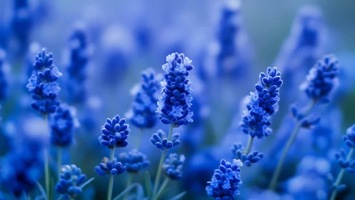 Blue Lavender Field in Bloom. Focused Florals Against Bokeh.