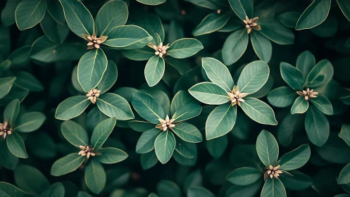 Emerald laurel whorls dance in a quiet botanical constellation.