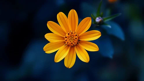 Golden Bloom Defiant: Daisy Dance Against Midnight Blue.