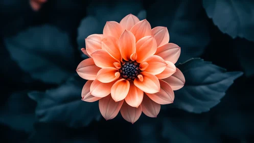 Coral dahlia flower centered against dark blurred foliage.