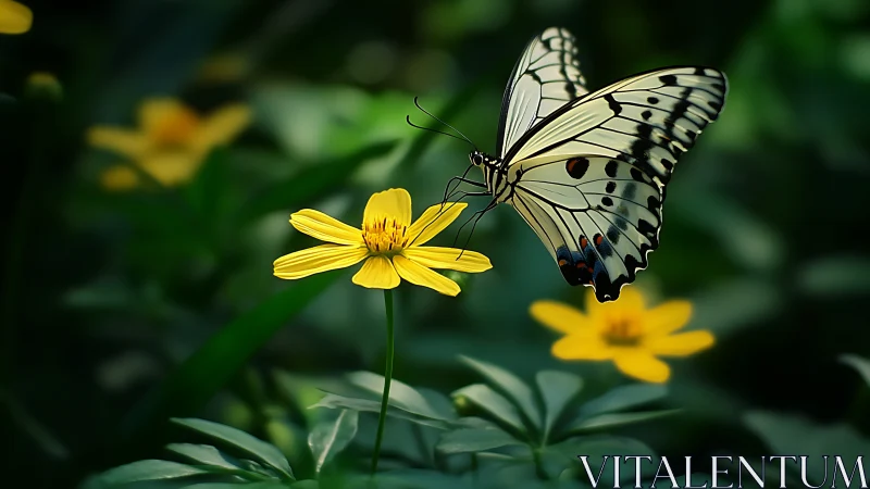 Delicate white butterfly rests on vivid yellow garden bloom.