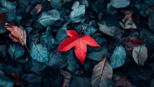Single red leaf glows against cool blue autumn foliage