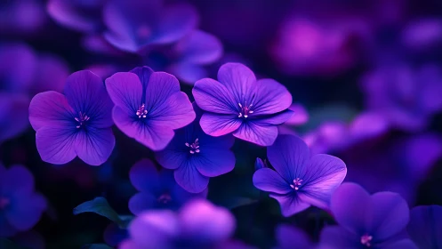 Purple Geranium Blossoms in Sharp Focus