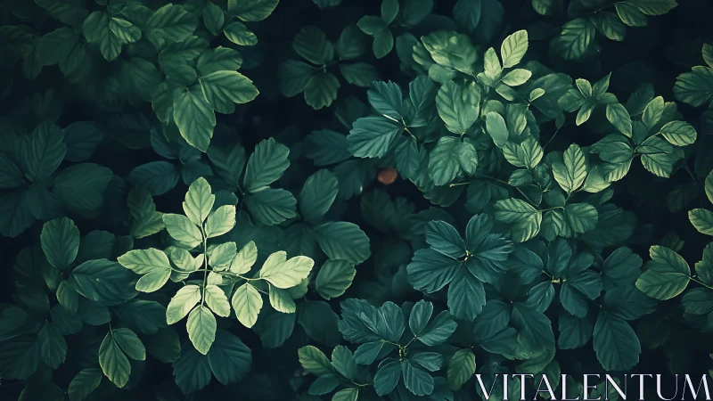 Whispered forest floor of emerald leaves in quiet spotlight.