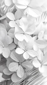 White Hydrangea Flowers in Monochromatic Close-up.