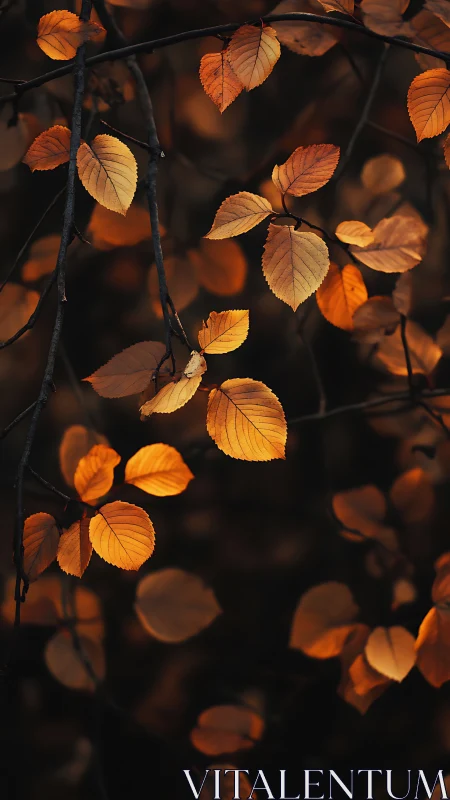 Low-key photograph of backlit autumn leaves in shallow focus.