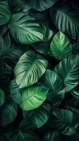 Lush tropical leaves offering calm, layered jungle comfort.