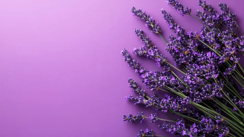 Lavender Stems on Magenta Background Minimalist Flatlay.