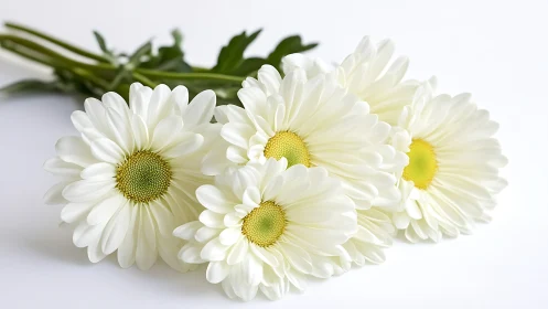 White Daisies with Yellow Centers on Stem.