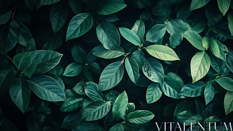 Moody emerald foliage fills a dark, atmospheric frame.