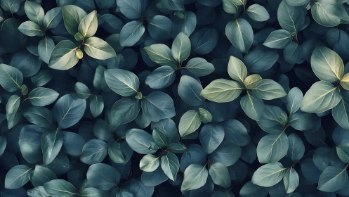 Lush teal foliage pattern under soft diffused lighting.