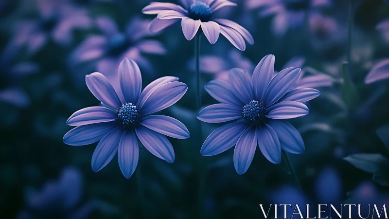 Blue Daisy Flowers in Soft Focus Field.