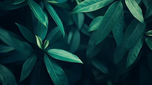 Low-key botanical study of elongated glossy foliage layers.