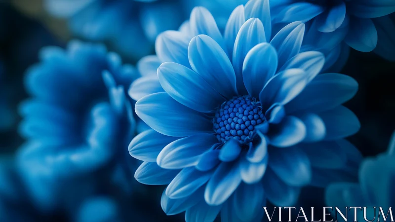 Blue daisy flower with radiating petals in shallow depth of field