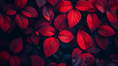 Macro closeup of vivid red foliage on dark defocused background