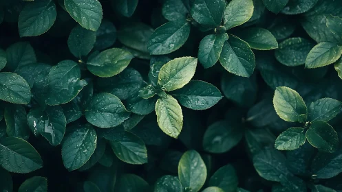 Rain covered green leaves in dense natural foliage.