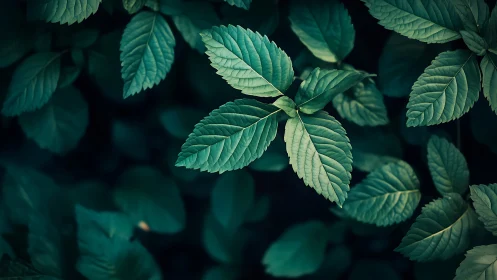 Macro botanical study of teal-tinted compound leaves in shade