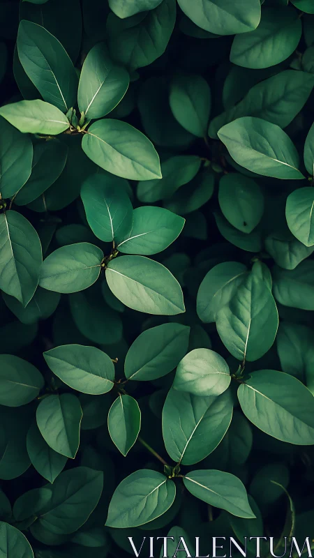 Emerald leaf canopy whispers in layered forest stillness.