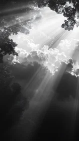 Sunbeams breaking through clouds in a quiet forest sky.