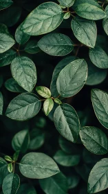 Green foliage with water droplets in uniform overhead view.