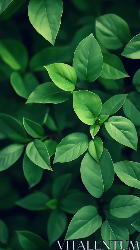 Lush green leaves form a tranquil botanical background scene