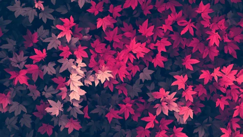Crimson maple foliage pattern with muted midnight backdrop.