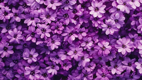 Radiant Purple Flower Garden Bursting with Vibrant Blooms