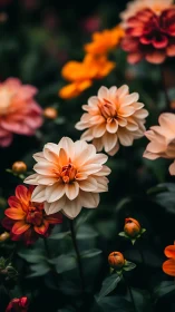 Dahlia flowers with orange and cream petals in garden setting