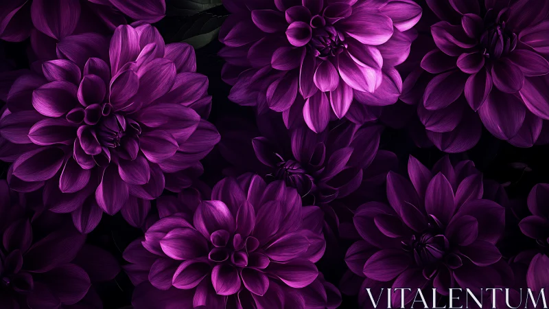 Luminous Dahlias: Purple Petals Glowing in Darkness.