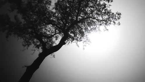 Dramatic Silhouette of Tree Against Bright Sunlit Sky, Minimalist Style.