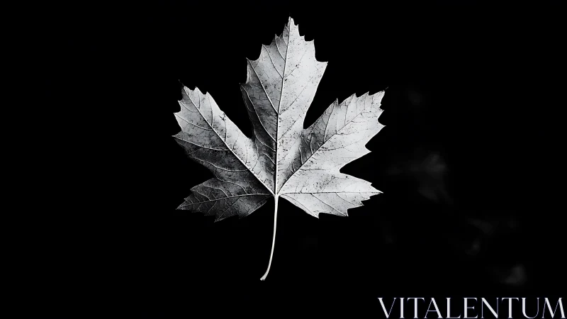 Single maple leaf floats in stark monochrome silence
