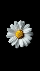 White Daisy Bloom: Nature's Simple Perfection.