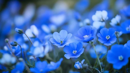 Blue flowers with delicate petals and white stamens in natural setting.