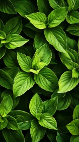 Emerald basil canopy whispering kitchen garden dreams.