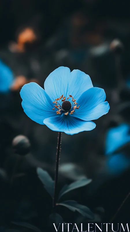 Azure Poppy: Macro Botanical Study with Warm Stamen Detail.