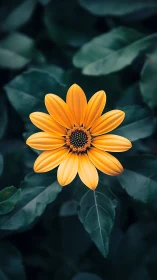 Golden Daisy Bloom Against Teal Foliage. Macro Floral Photography.