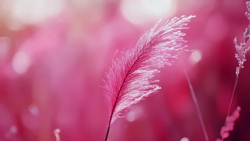 Dreamy pink plume swaying softly in cotton candy sunlight.