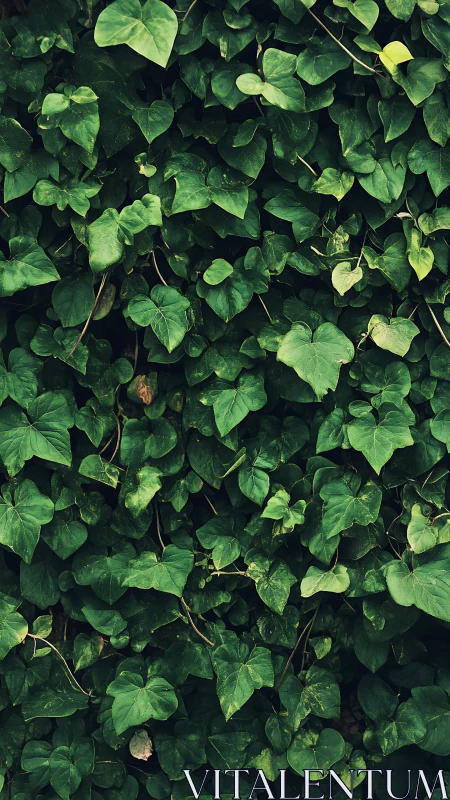 Dense ivy foliage forms rich emerald living wall.