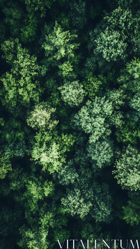 Verdant Canopy from Above: Nature's Patchwork.
